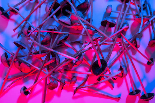 Adaptogenic mushrooms