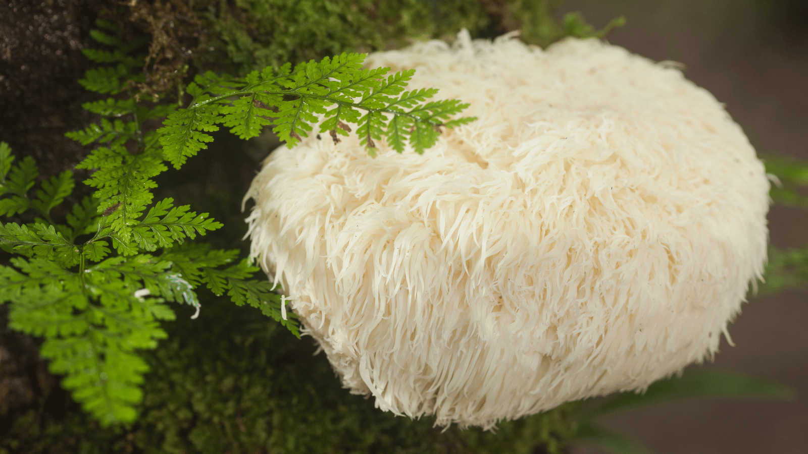 Lion's Mane Mushroom: A Proven Brain-Boosting Functional Mushroom