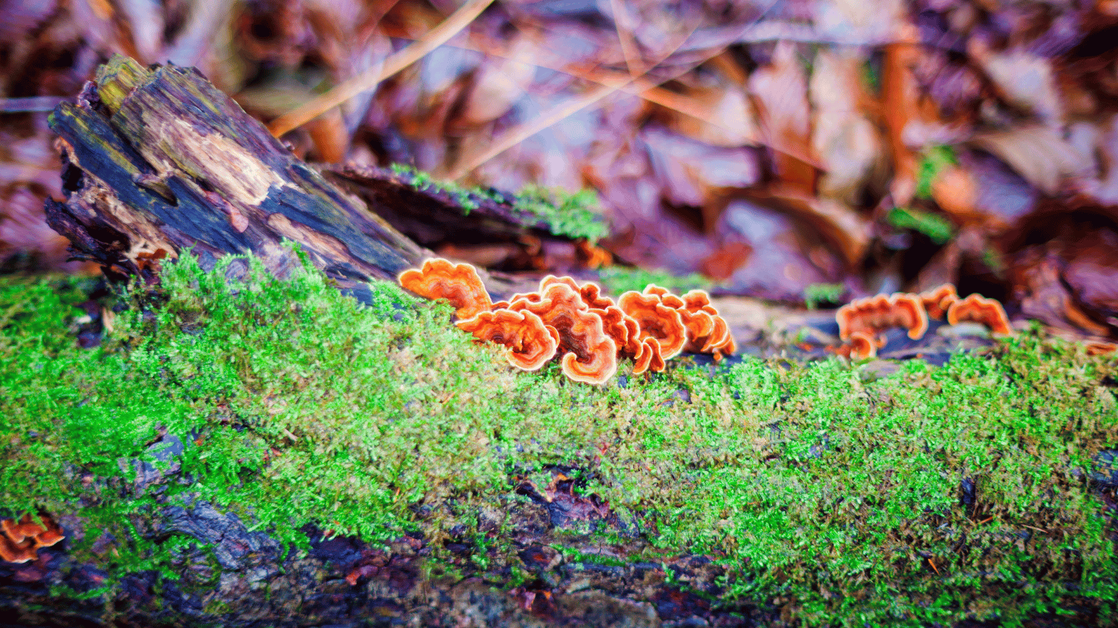 What Are Reishi Mushrooms?