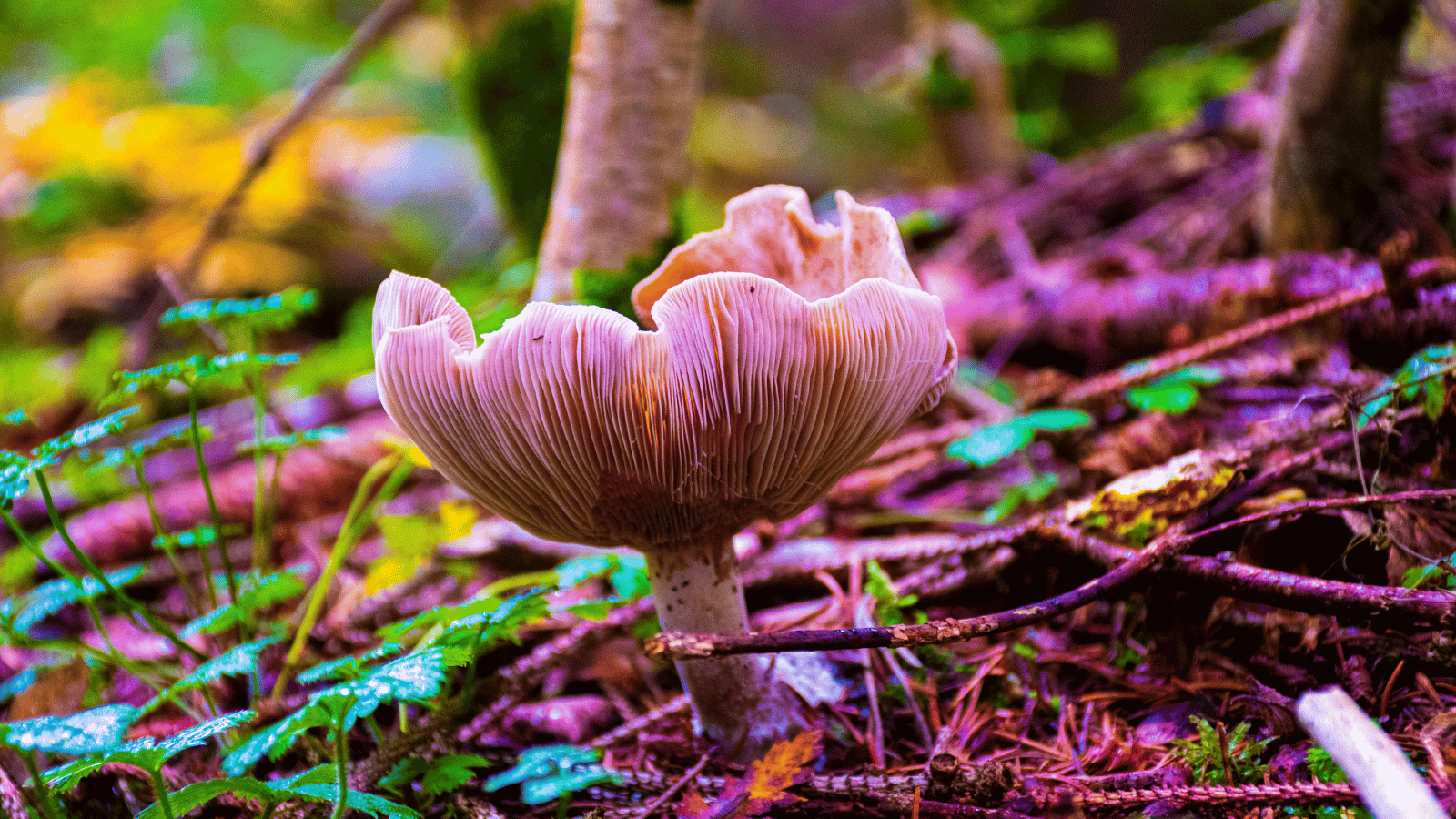 Non-Nootropic Functional Mushrooms And Their Benefits