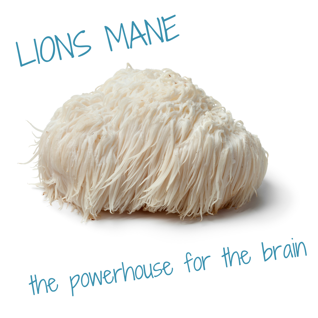 Lion's Mane Brain Powerhouse